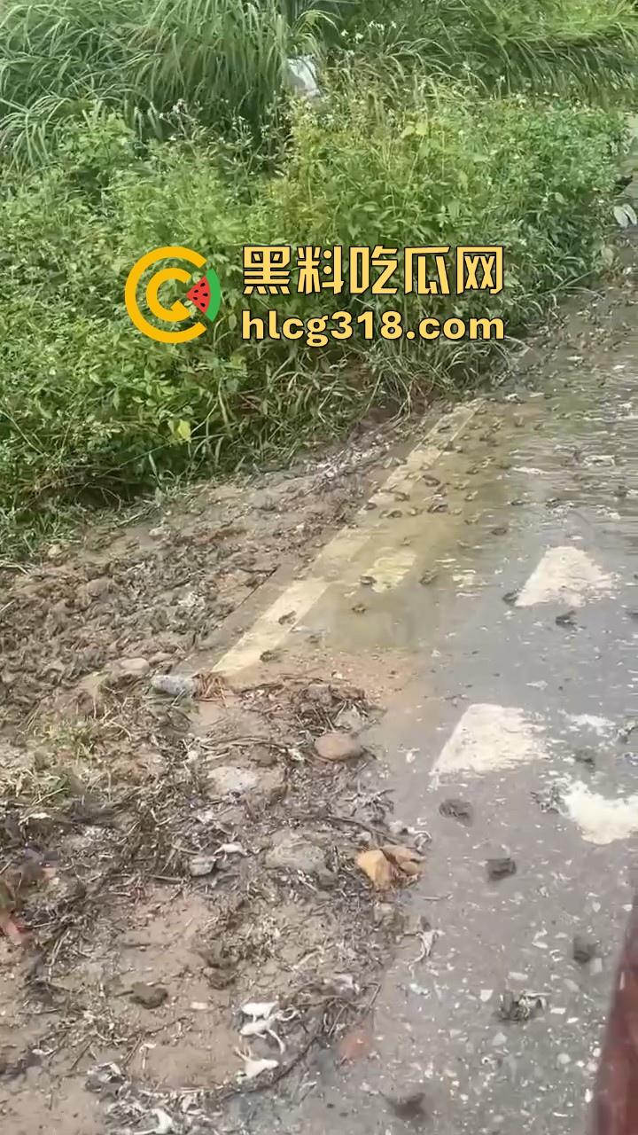 广东阳江地震后大奇观!路边出现巨量青蛙,排队组团迁徙,这是有什么说法吗?难道又要震了!-1