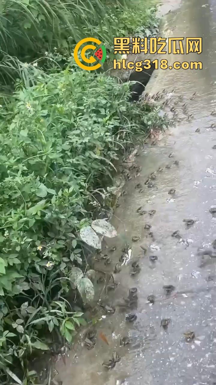 广东阳江地震后大奇观!路边出现巨量青蛙,排队组团迁徙,这是有什么说法吗?难道又要震了!-2