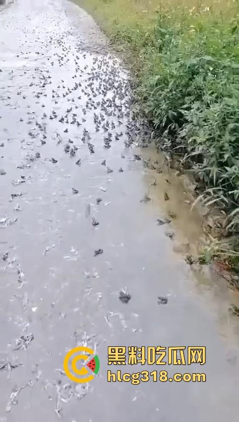 广东阳江地震后大奇观!路边出现巨量青蛙,排队组团迁徙,这是有什么说法吗?难道又要震了!-5