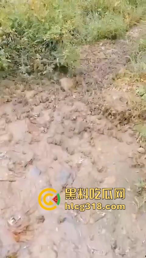 广东阳江地震后大奇观!路边出现巨量青蛙,排队组团迁徙,这是有什么说法吗?难道又要震了!-6