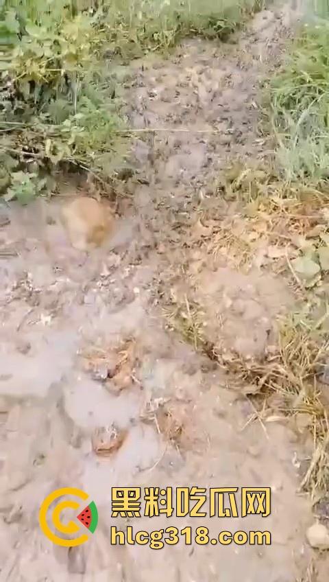 广东阳江地震后大奇观!路边出现巨量青蛙,排队组团迁徙,这是有什么说法吗?难道又要震了!-7