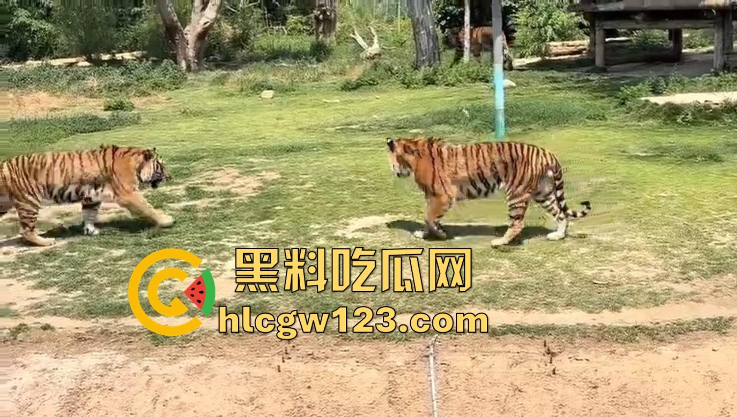 山东德州欧乐堡惊现一只大鹤误入虎区,七虎围成战术扇形现场1V7,最后成了热菜!-2