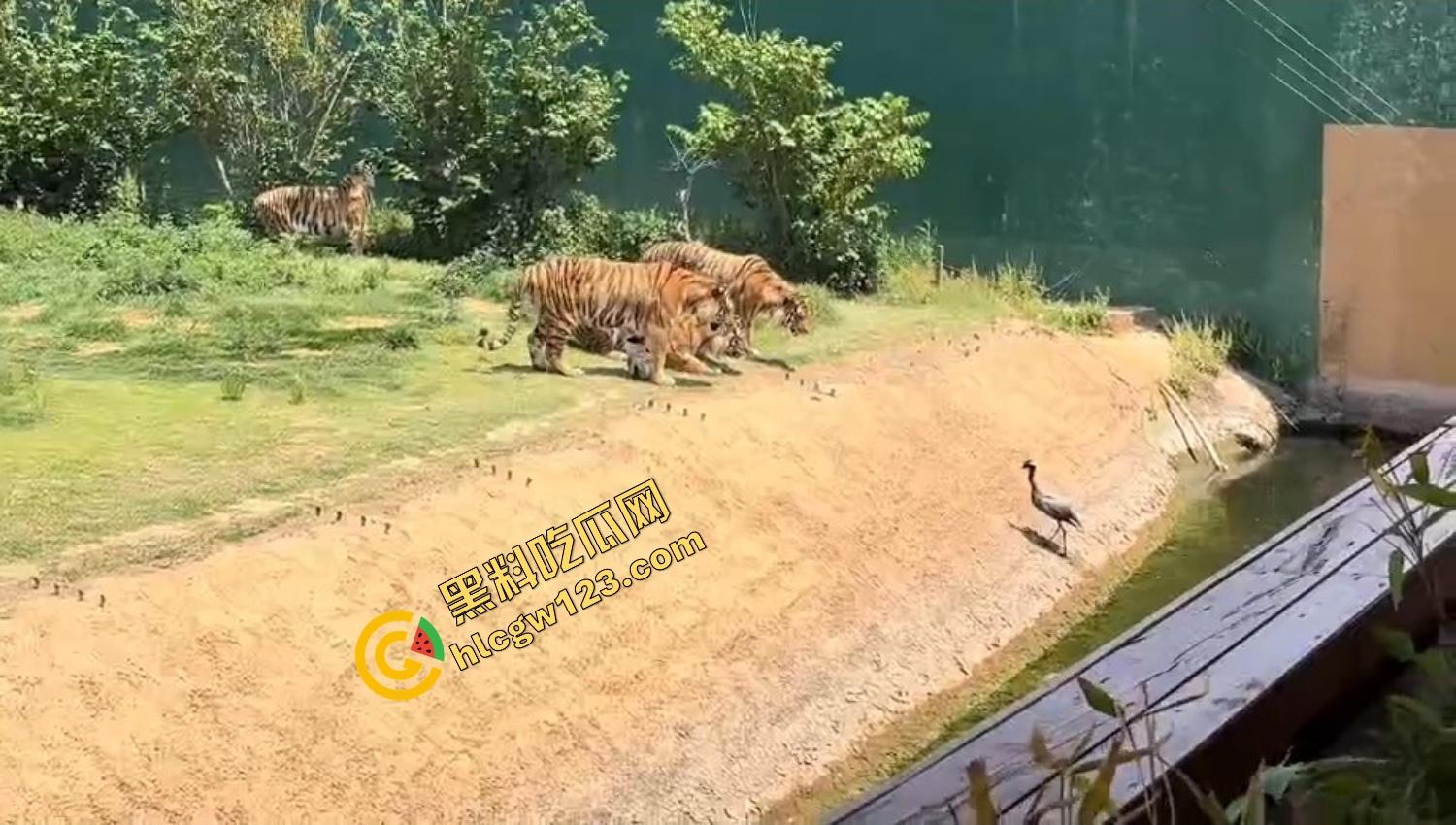 山东德州欧乐堡惊现一只大鹤误入虎区,七虎围成战术扇形现场1V7,最后成了热菜!-4