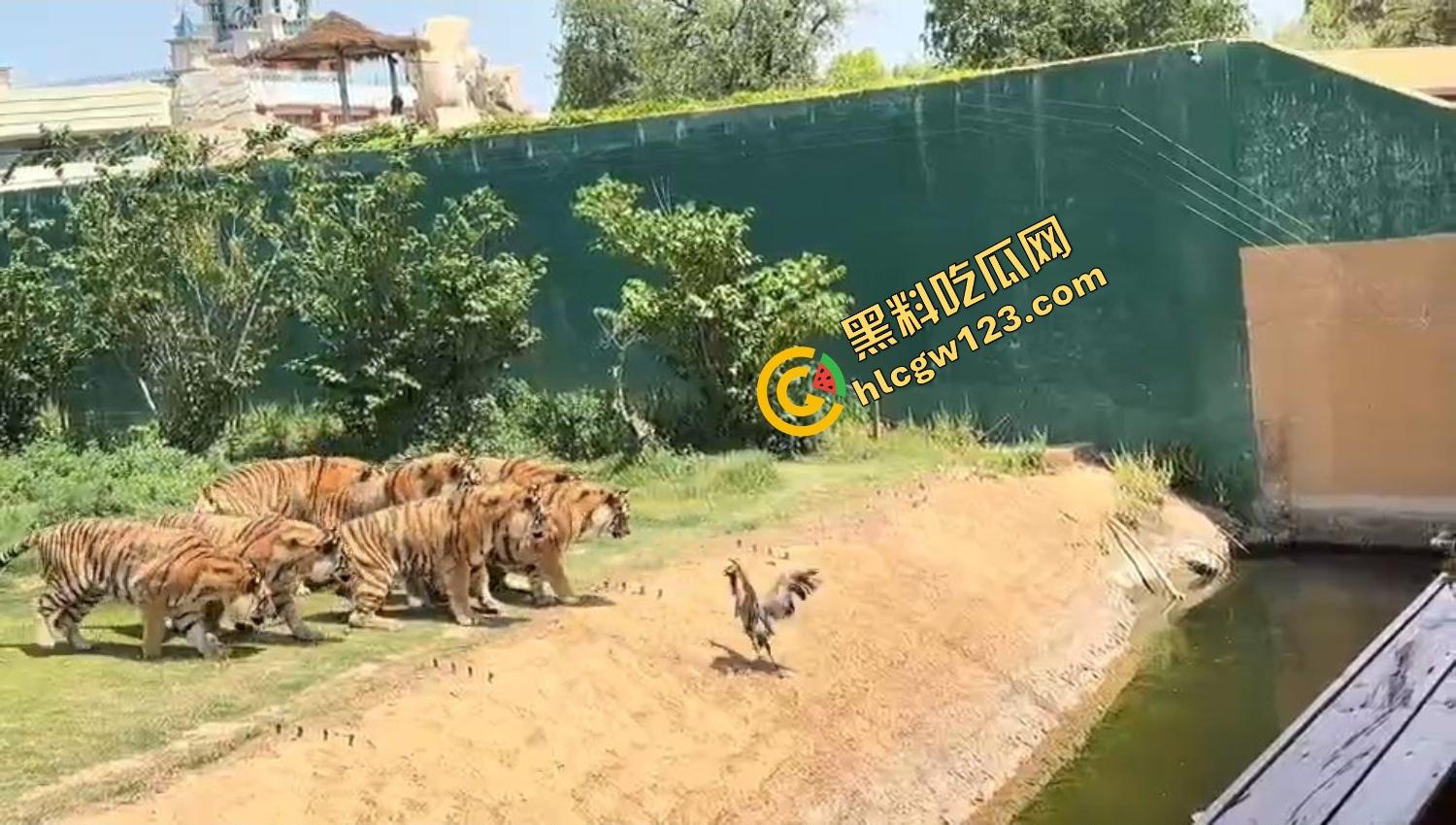 山东德州欧乐堡惊现一只大鹤误入虎区,七虎围成战术扇形现场1V7,最后成了热菜!-9