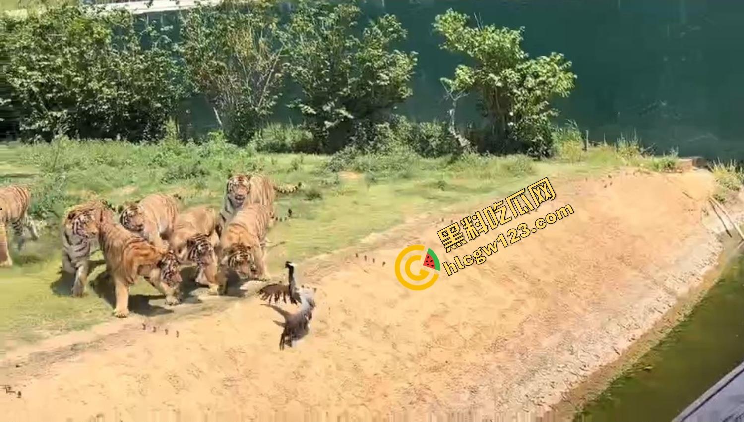 山东德州欧乐堡惊现一只大鹤误入虎区,七虎围成战术扇形现场1V7,最后成了热菜!-10