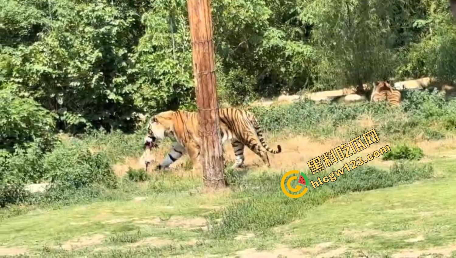 山东德州欧乐堡惊现一只大鹤误入虎区,七虎围成战术扇形现场1V7,最后成了热菜!-13
