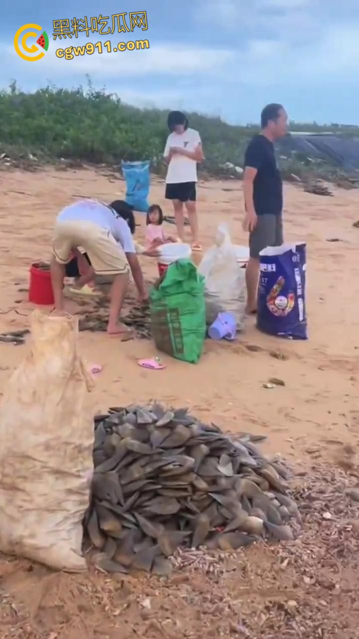 桦加沙台风卷海鲜上岸,街坊抢货如过年,海洋环境突变可能导致藻类大量繁殖,有毒勿食贪嘴小心躺板板!-5