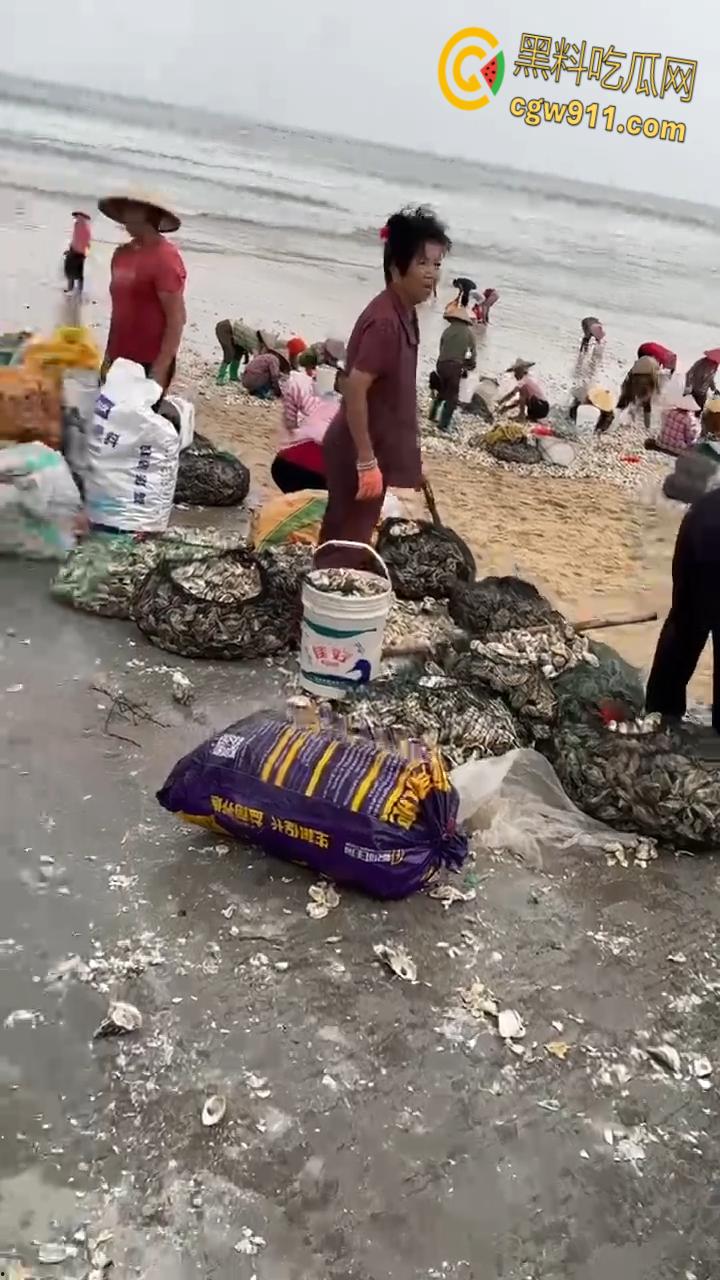 桦加沙台风卷海鲜上岸,街坊抢货如过年,海洋环境突变可能导致藻类大量繁殖,有毒勿食贪嘴小心躺板板!-7
