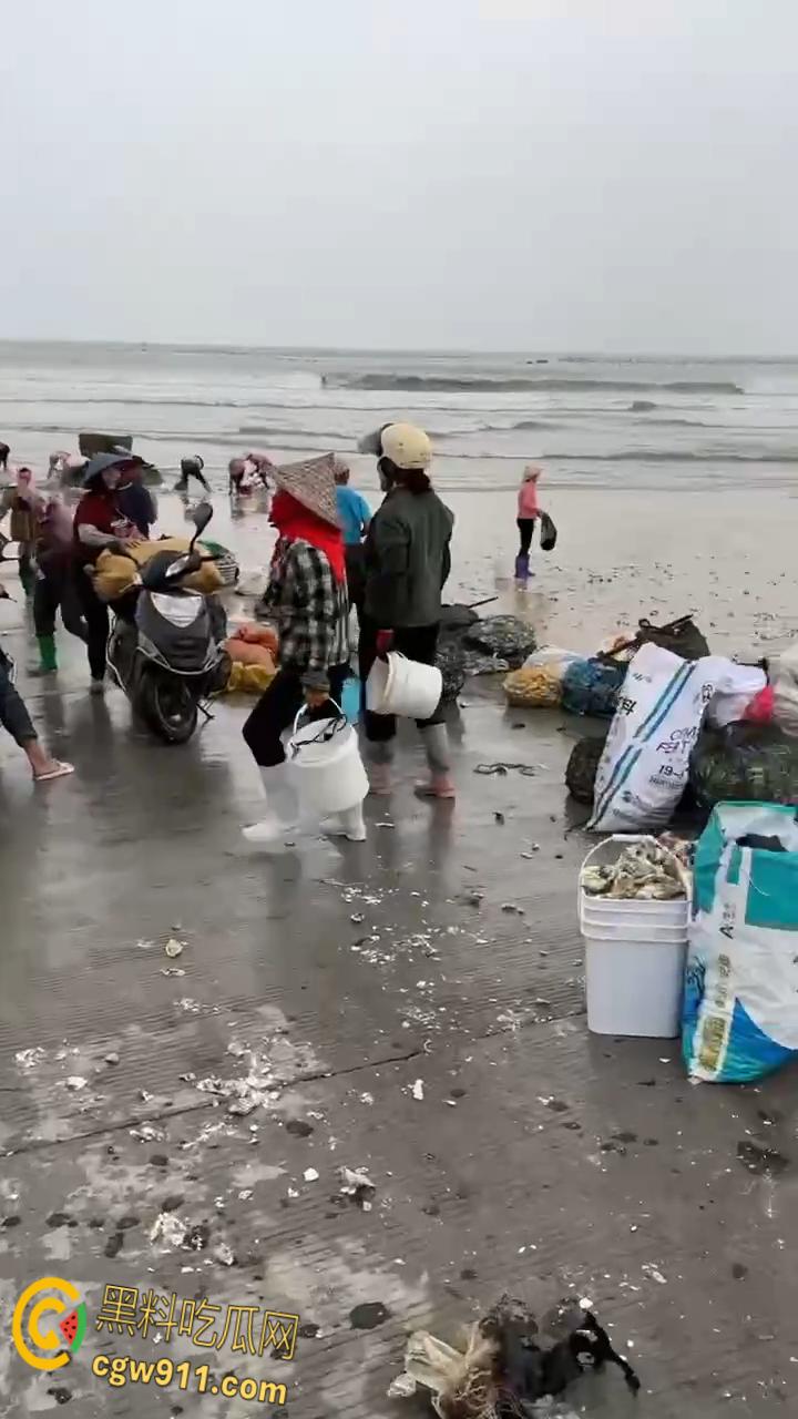 桦加沙台风卷海鲜上岸,街坊抢货如过年,海洋环境突变可能导致藻类大量繁殖,有毒勿食贪嘴小心躺板板!-8