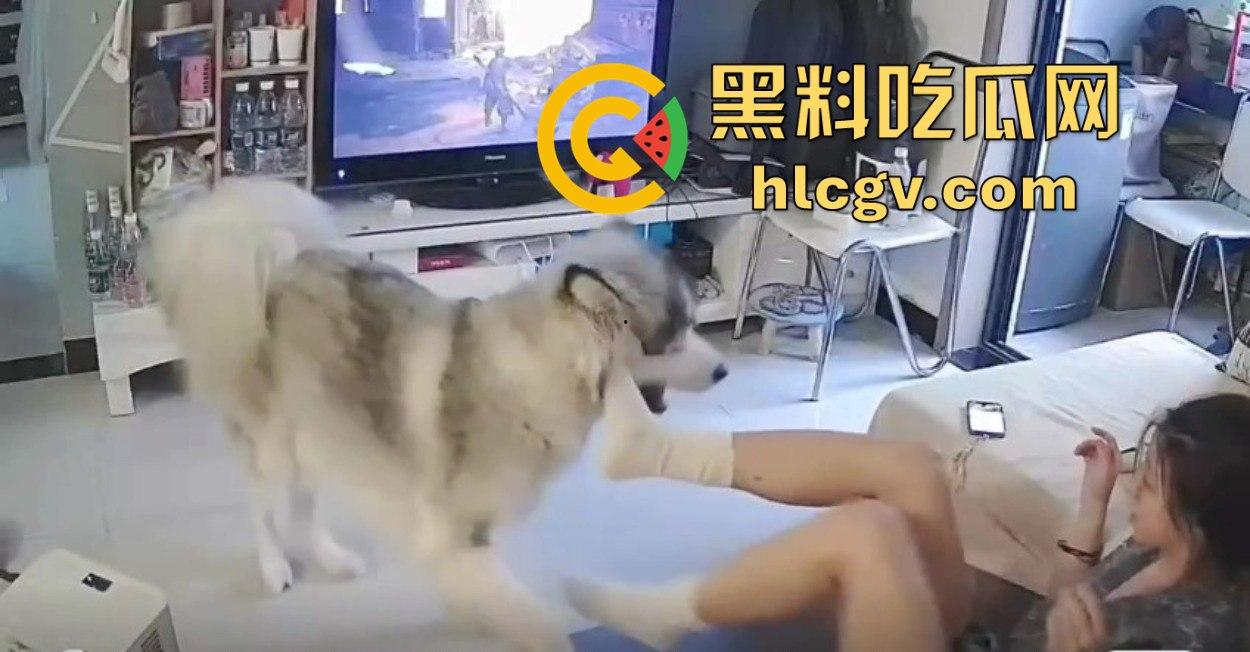 阿拉斯加趁女主人换手柄扑上去玩后入想日逼！妹子挣扎半天脱身，气得直发火！-2