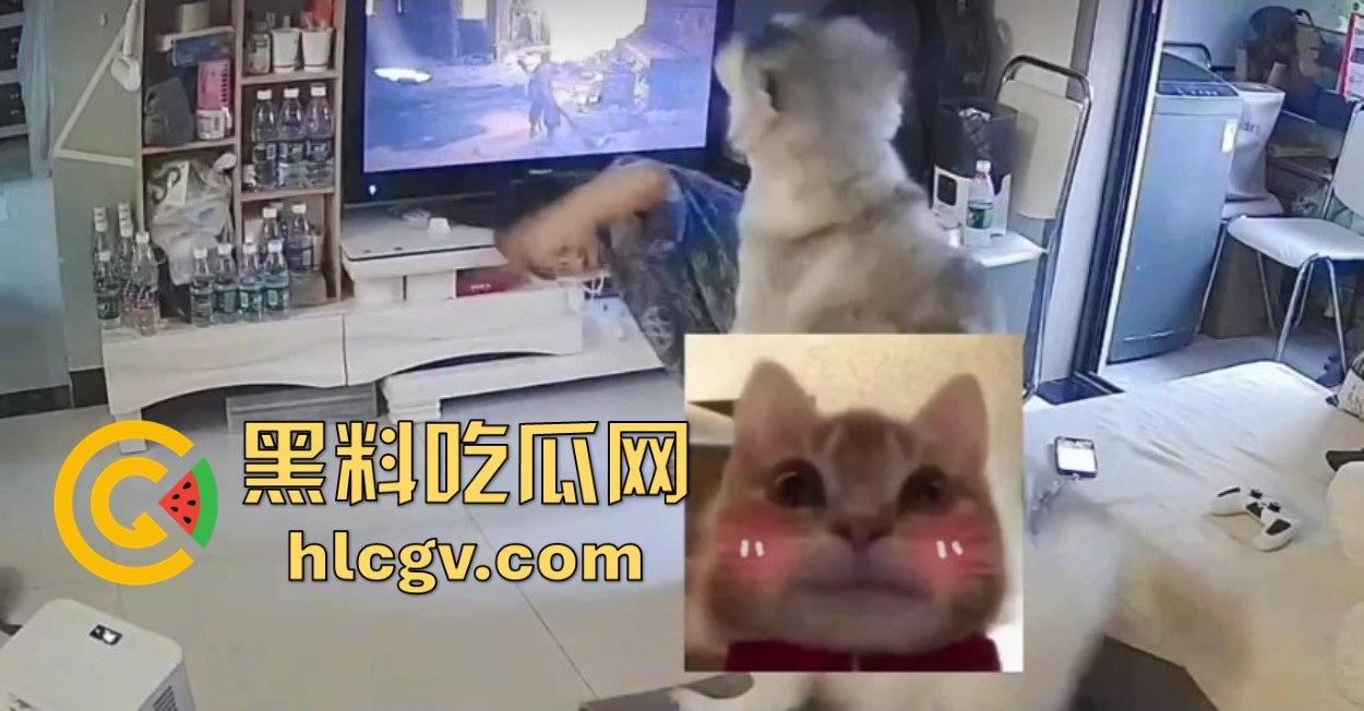 阿拉斯加趁女主人换手柄扑上去玩后入想日逼！妹子挣扎半天脱身，气得直发火！-6