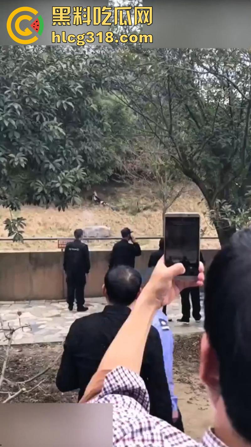 聪明人费尽心思,不如蠢人灵机一动!浙江男子翻越围墙撸老虎,被老虎当场咬死,该老虎已被射杀!-1