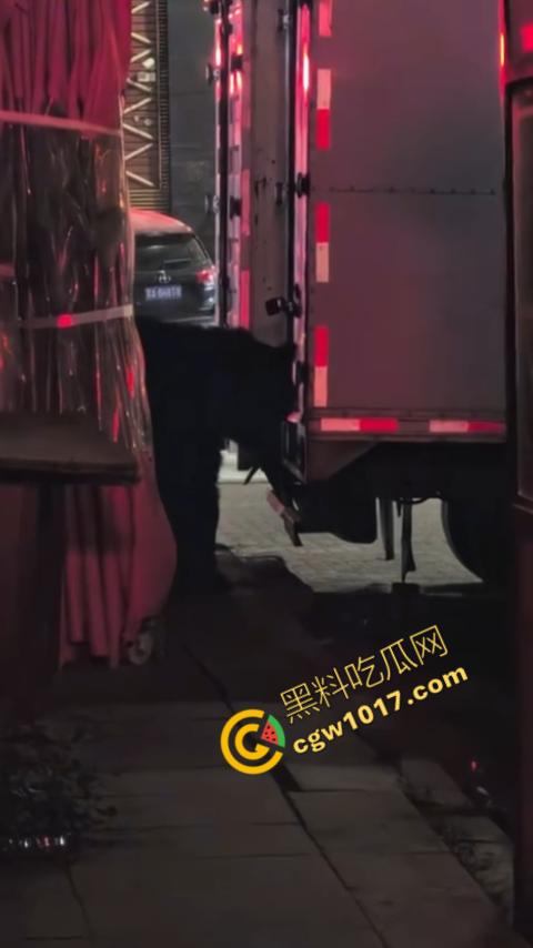 惊讶!宝清市街头惊现巨熊,警察开枪击毙,血洒街头,网友热议动物保护与城市安全!-1